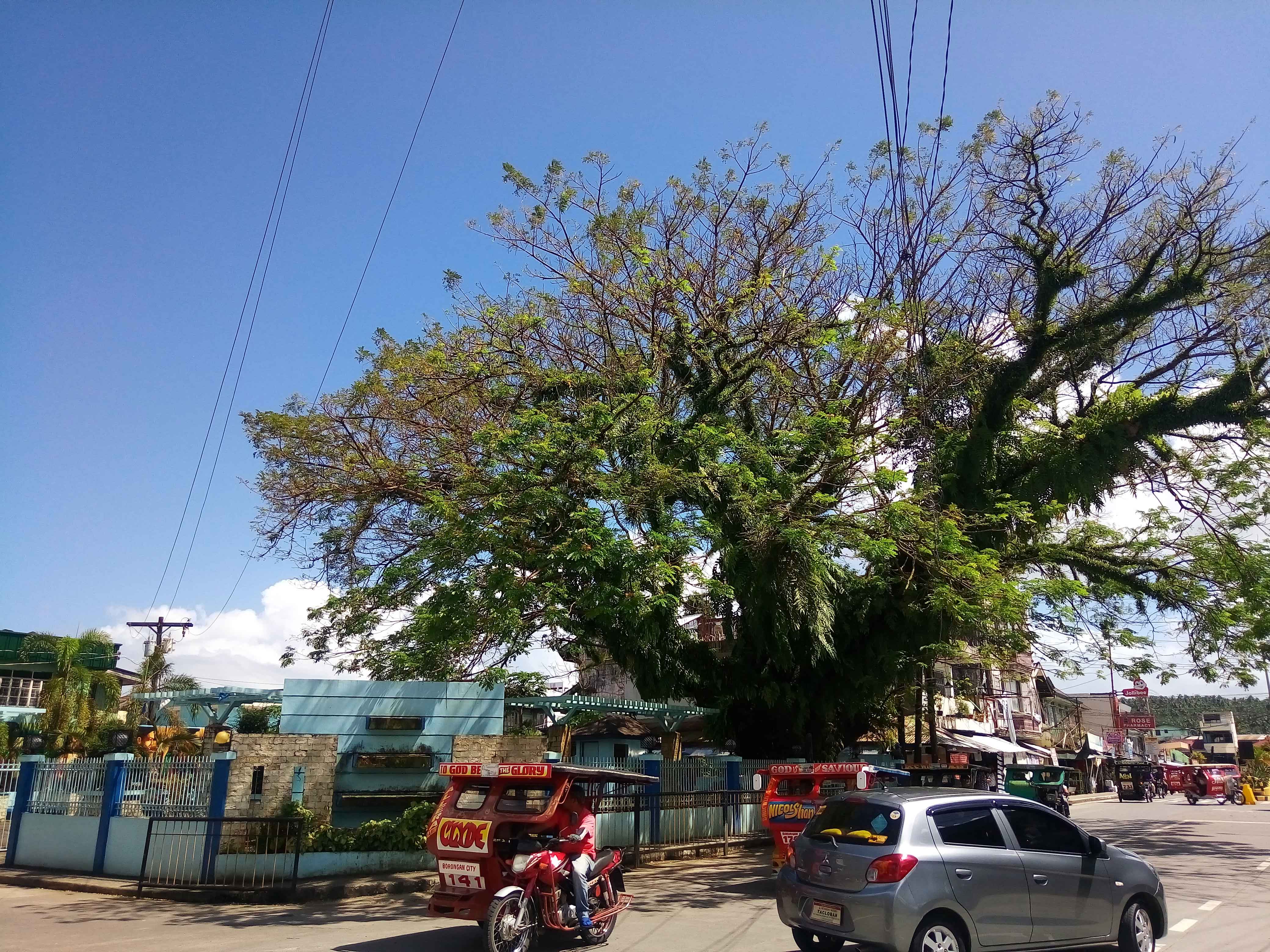 You are currently viewing Borongan, The Boronganon, and the Acacia